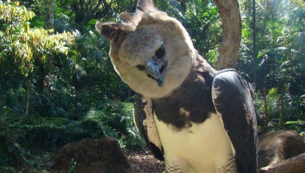 Diferentes espécies de passáros